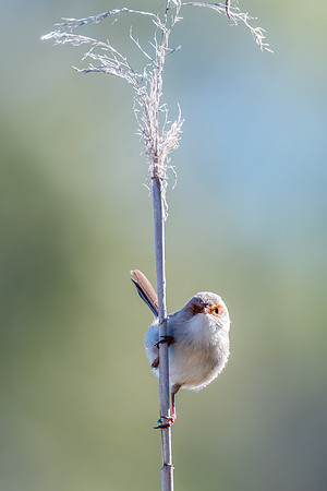 Birdlife at the Wetlands - Superb Fairywren
