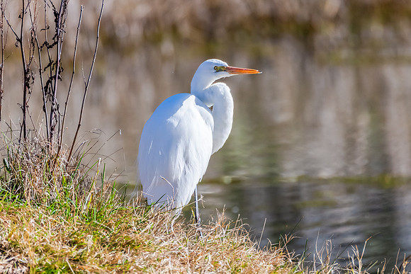 Birdlife at the Wetlands - Great Egret