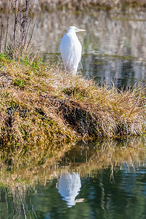 Birdlife at the Wetlands - Great Egret
