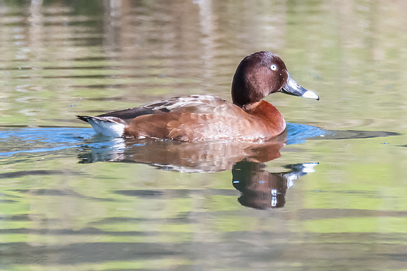 Birdlife at the Wetlands - Male Hardhead duck