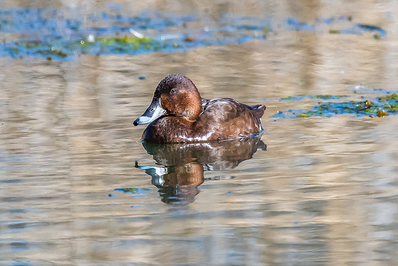 Birdlife at the Wetlands - Female Hardhead duck