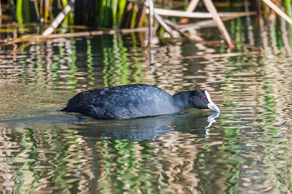 Birdlife at the Wetlands - Eurasian Coot