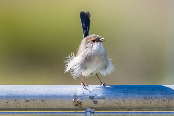Female Superb Fairywren perched on metal fence in the morning li