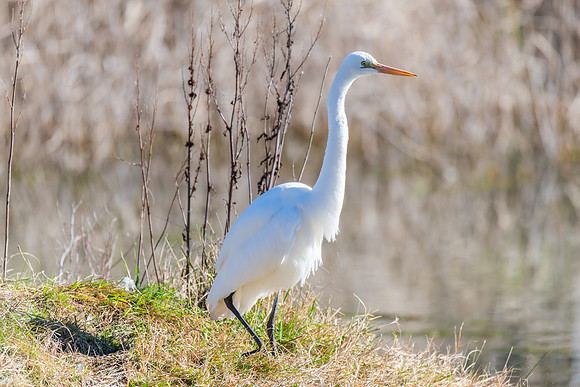 Birdlife at the Wetlands - Great Egret