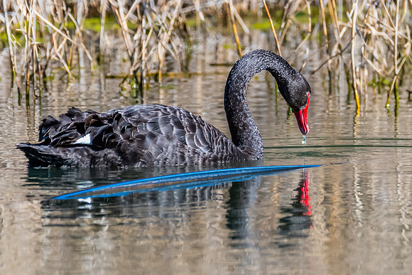 Birdlife at the Wetlands - Black Swan
