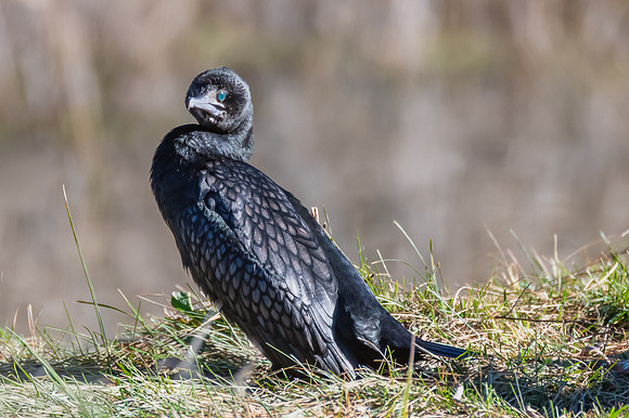 Birdlife at the Wetlands - Little Black Cormorant