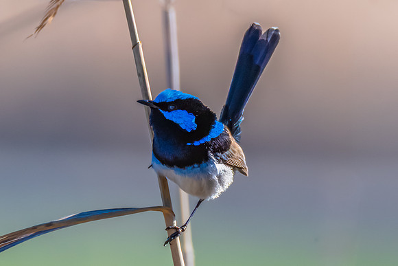 Birdlife at the Wetlands - Male Superb Fairywren