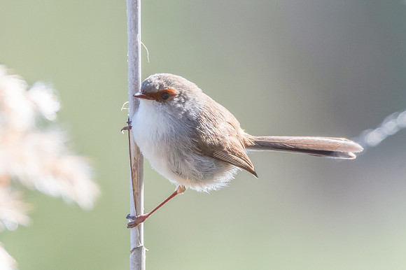Birdlife at the Wetlands - Female Superb Fairywren