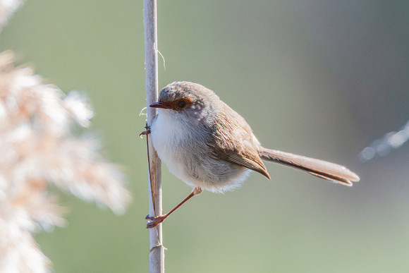 Birdlife at the Wetlands - Female Superb Fairywren