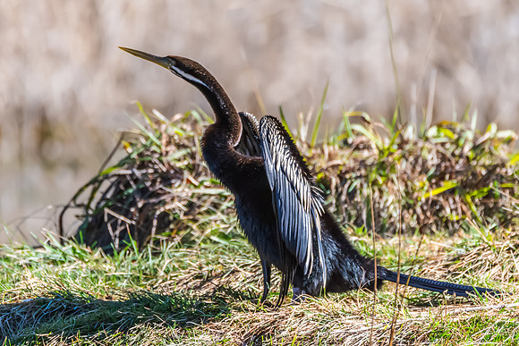 Birdlife at the Wetlands - Australasian Darter