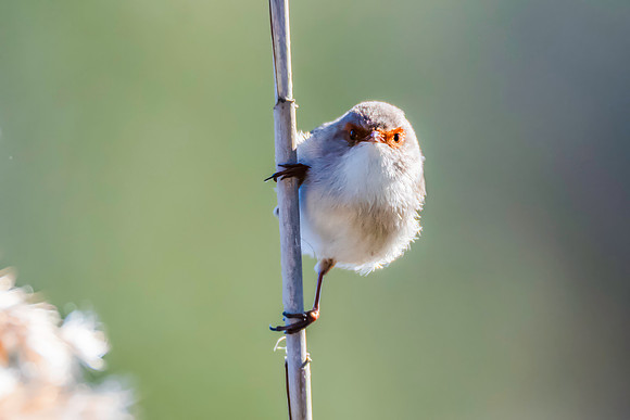 Birdlife at the Wetlands - Female Superb Fairywren