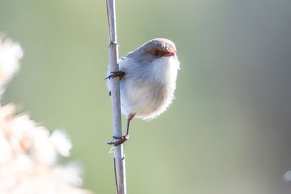 Birdlife at the Wetlands - Superb Fairywren