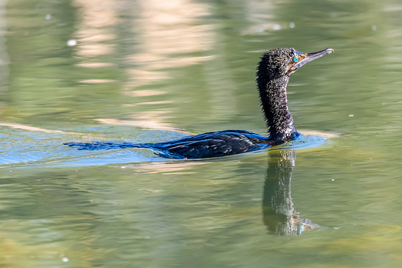 Birdlife at the Wetlands - Little Black Cormorant