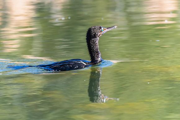 Birdlife at the Wetlands - Little Black Cormorant