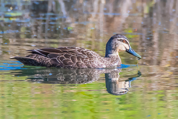 Birdlife at the Wetlands - Pacific Black Ducks