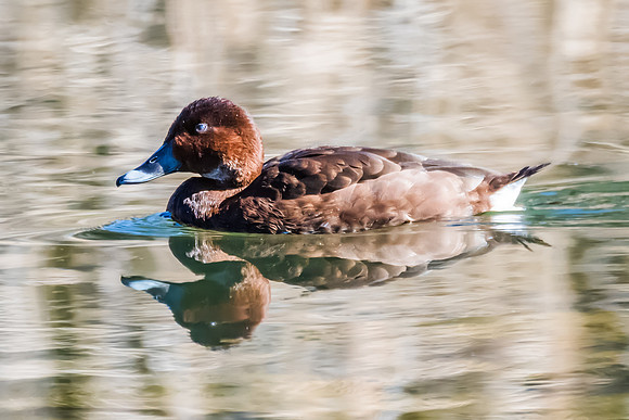 Birdlife at the Wetlands - Female Hardhead duck