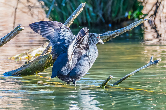 Birdlife at the Wetlands - Eurasian Coot