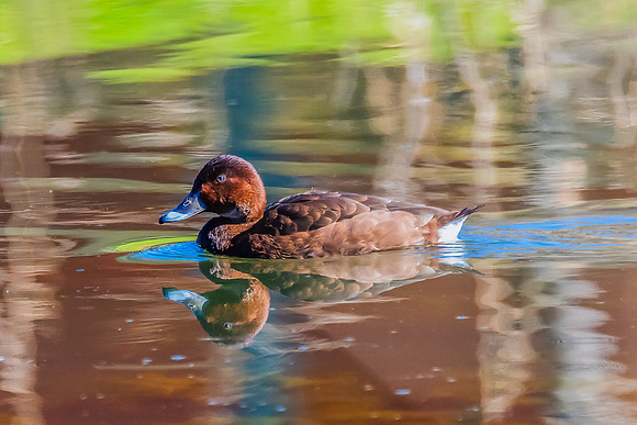 Birdlife at the Wetlands - Female Hardhead duck
