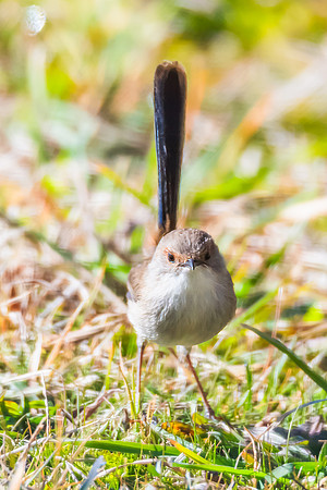 Young Superb Fairywren on the ground in the morning light