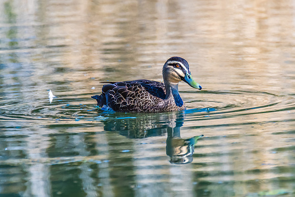 Birdlife at the Wetlands - Pacific Black Duck