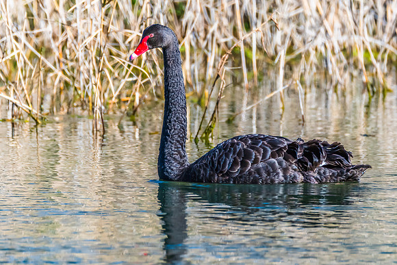 Birdlife at the Wetlands - Black Swan