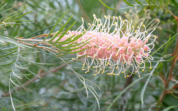 Pink grevillea flower in light rain