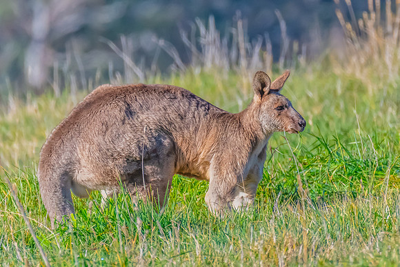 Morning Graze: Eastern Grey Kangaroo in the Paddock
