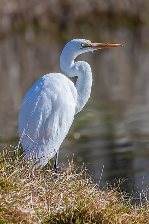 Birdlife at the Wetlands - Great Egret