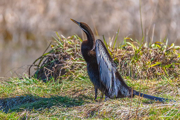 Birdlife at the Wetlands - Australasian Darter
