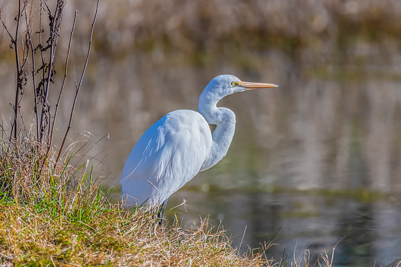 Birdlife at the Wetlands - Great Egret