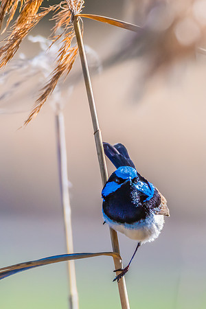 Birdlife at the Wetlands - Male Superb Fairywren