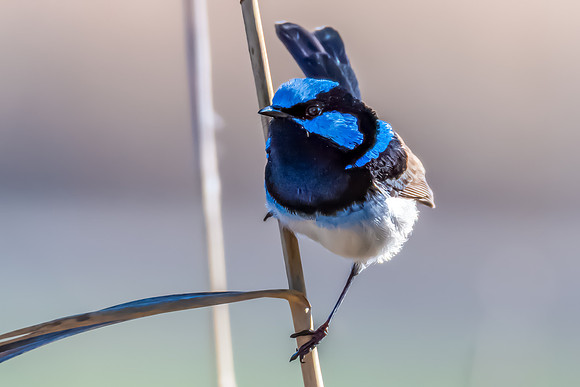 Birdlife at the Wetlands - Male Superb Fairywren
