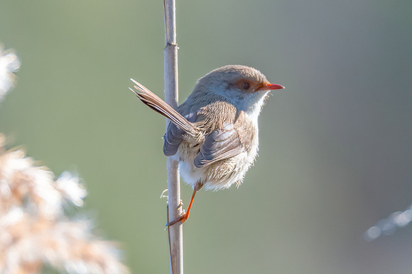 Birdlife at the Wetlands - Female Superb Fairywren