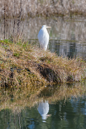 Birdlife at the Wetlands - Great Egret