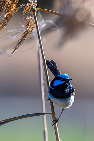 Birdlife at the Wetlands - Male Superb Fairywren