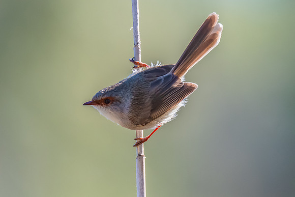 Birdlife at the Wetlands - Female Superb Fairywren