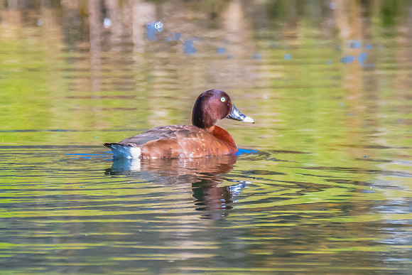Birdlife at the Wetlands - Male Hardhead duck