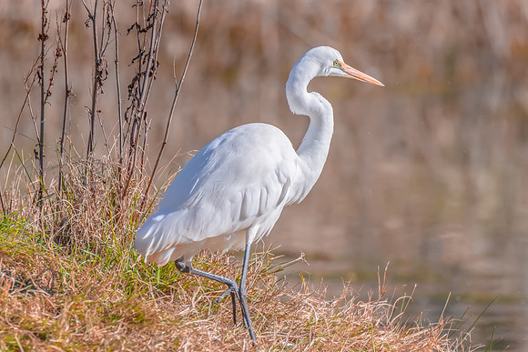 Birdlife at the Wetlands