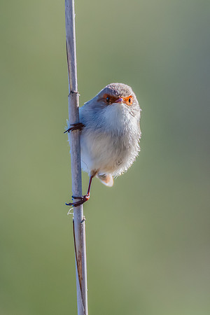 Birdlife at the Wetlands - Female Superb Fairywren