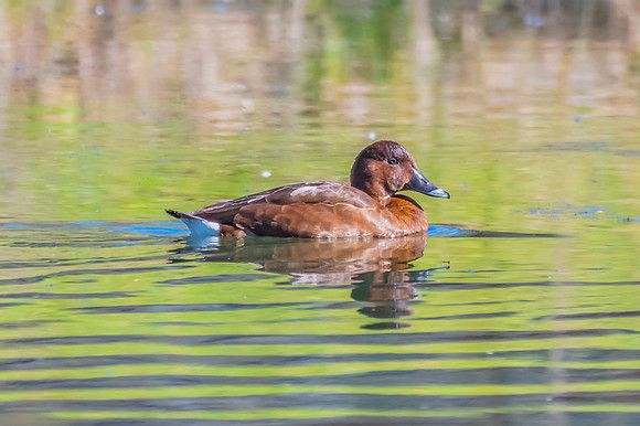 Birdlife at the Wetlands - Female Hardhead duck