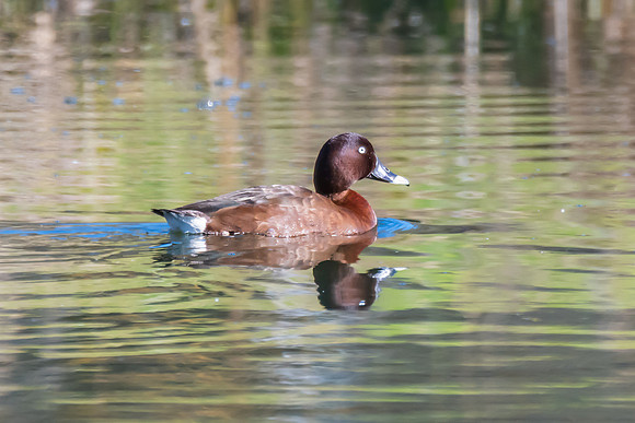 Birdlife at the Wetlands - Hardhead duck