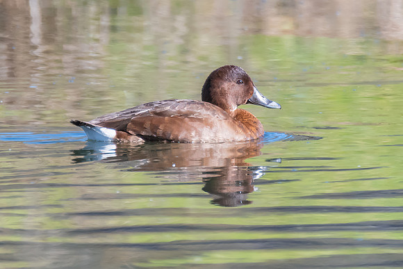 Birdlife at the Wetlands - Female Hardhead duck