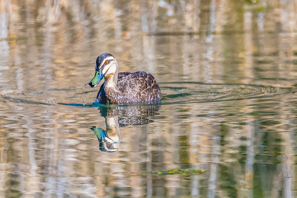 Birdlife at the Wetlands - Pacific Black Duck