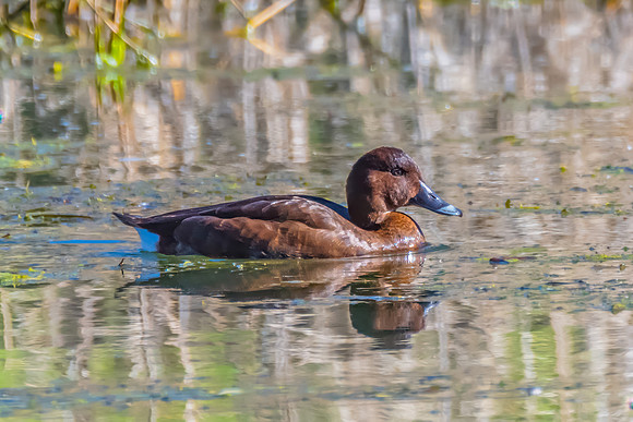 Birdlife at the Wetlands - Female Hardhead duck
