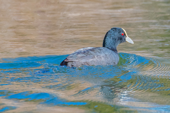 Birdlife at the Wetlands - Eurasian Coot
