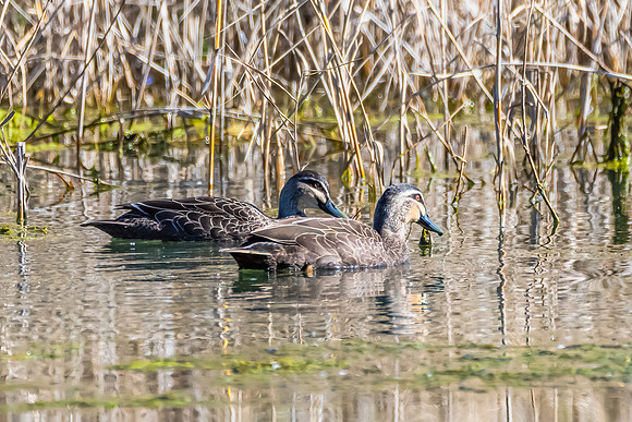 Birdlife at the Wetlands - Pacific Black Ducks