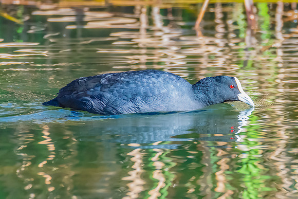 Birdlife at the Wetlands - Eurasian Coot
