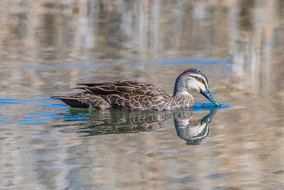 Birdlife at the Wetlands - Pacific Black Duck