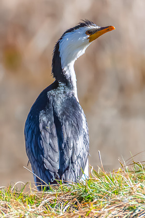 Birdlife at the Wetlands