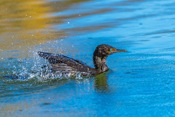Birdlife at the Wetlands - Little Black Cormorant